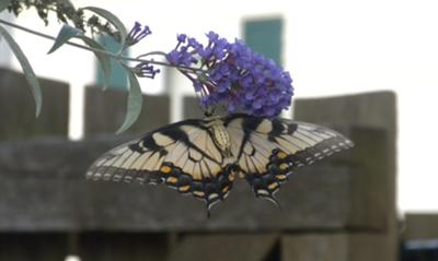 Backside of Swallowtail