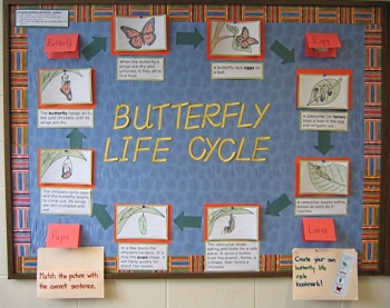 Check out my NEW interactive butterfly bulletin board.