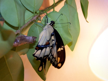 Newly Emerged Giant Swallowtail Butterfly! 