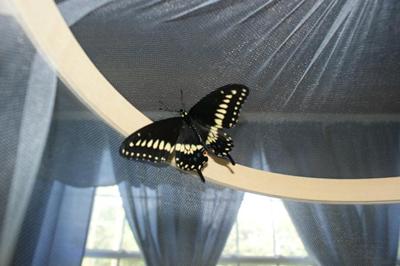 My first butterfly born 07/10/09.     A beautiful male black swallowtail butterfly !