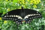 butterfly photo butterfly stages 22
