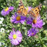Painted Lady Butterfly on Aster