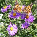 new england aster