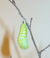 monarch-chrysalis