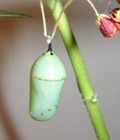 monarch-chrysalis