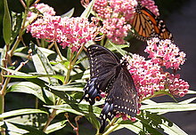 milkweed