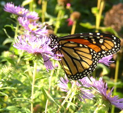 aster monarch butterfly