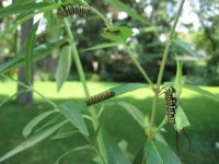 Monarch Caterpillars on Tropical Milkweed