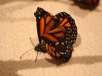 Monarch Butterfly OE