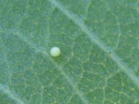 Monarch Butterfly Egg