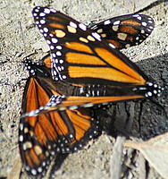 two monarchs