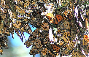 monarch butterfly