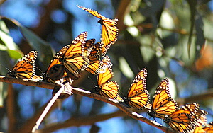 monarch migration