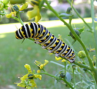 swallowtail caterpillar