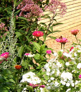 butterfly garden