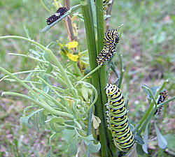 black swallowtail caterpillar stages