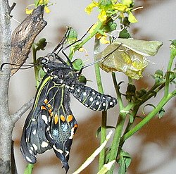 just hatched black swallowtail butterfly