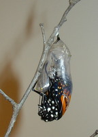 monarch-hatching