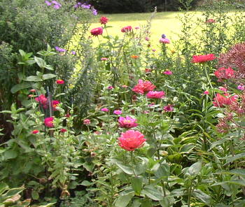 zinnia flowers in butterfly garden