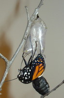 monarch-hatching