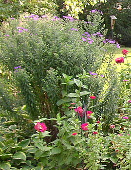 new england aster