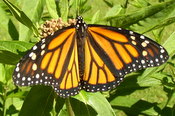 monarch female