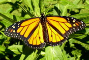 monarch male