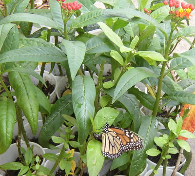 tropical milkweed