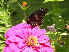 zinnia plants