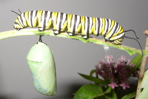 monarch chrysalis