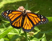 male monarch butterfly