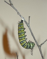 monarch-chrysalis