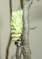 black swallowtail chrysalis