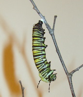 monarch-chrysalis