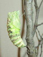 black swallowtail chrysalis