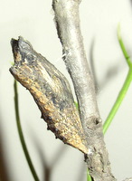 black swallowtail chrysalis