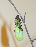 monarch-chrysalis