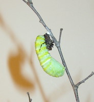 monarch-chrysalis