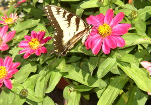 zinnia flowers