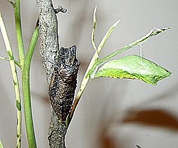 swallowtail chrysalis