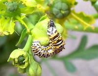 black swallowtail caterpillar 