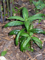 scarlet milkweed