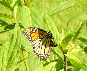 monarch laying egg