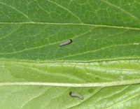 monarch caterpillar