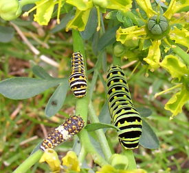 black swallowtail caterpillar stages