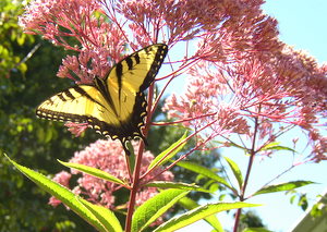 Eastern Swallowtail Butterfly