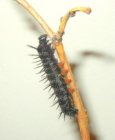 mourning cloak caterpillar