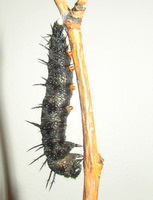 mourning cloak chrysalis