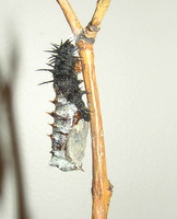 mourning cloak chrysalis