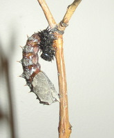 mourning cloak chrysalis